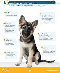Pin By Roland Gaines On Fredpatrick Gaines Puppy Time German Shepard Puppies Animals Information