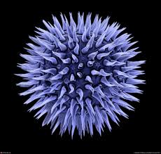 pollen microscopic photography microscopic images microscopic