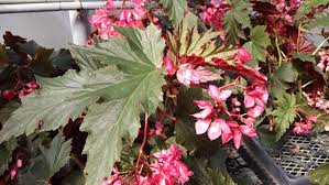 Lana Begonia Houseplants By Studley S Begonia Flower Garden Mail Order Plants