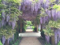 Briar Patch Hollander Design Landscape Covered Pergola Wisteria
