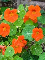 Growveg Com Plant Information Growguide For Nasturtium Nasturtium Edible Garden Sensory Garden