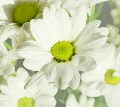Pin By On Blossom Blossom Chrysanthemum Flower Flower Images Free Flower Images