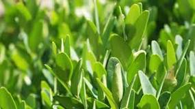 Image result