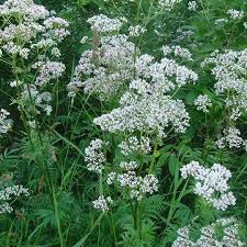 Kedi Otu Nerede Yetithir