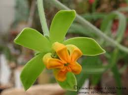 Image result for Stathmostelma pedunculatum