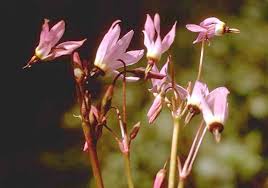 Find the perfect shooting star flower stock photos and editorial news pictures from getty images. Dcq Spring Equinox 2002 Feature Flower Shooting Stars