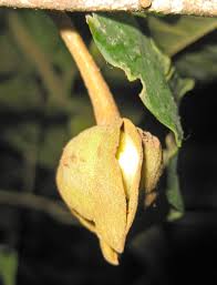 Image result for Uvariastrum germainii