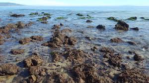 Breaking This Is The Best Time Of Year To Go Tidepooling In