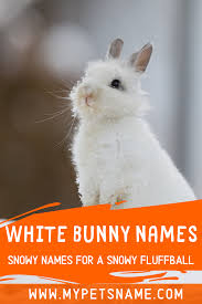 Black And White Bunny Names Boy White Bunny Names Bunny Names Cute Pet Names Pet Names