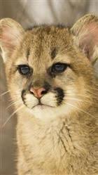 Animal Moto G Wallpapers Hd 93 Cute Baby Animals Big Cats Animals