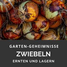 Zwiebeln, die über den winter gelagert werden, dürfen nicht zu früh geerntet werden. Zwiebeln Ernten Und Lagern Garten Geheimnisse