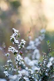 Its elegant rippled leaves and delicate white flowers make this a stunning choice as a boundary hedging plant. Image Of White Native Flowers Adorn A Small Shrub Austockphoto