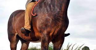 Sovereign Europe S Tallest Horse Beautiful Horses Big Horses Horses