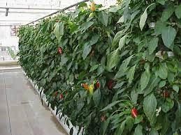 Using your ph tester and your ph down, set the ph of your water to 6.5 for the jiffy 7 method or 5.5 for the rockwool method. Hydroponic Peppers Hydroponics Aquaponics Aeroponics