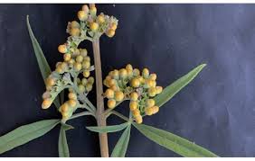 Image result for Vitex patula