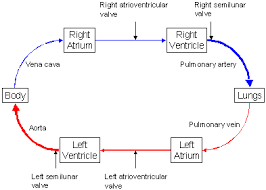 59 Punctilious Flowchart Of Blood Circulation