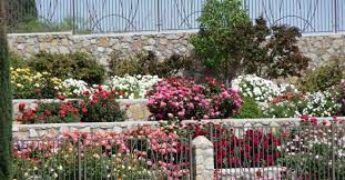How to keep busy in the garden during the month of june. El Paso Municipal Rose Garden