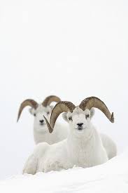 Two Dall Sheep Rams Bedded In Snow Animals Beautiful Animals Wild Cute Animals