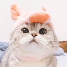  Save Follow Vi Cre You Re My Lumiere Kucing Bayi Kucing Cantik Anak Kucing Lucu