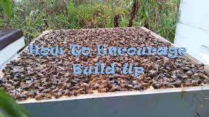 How To Encourage Build-Up In Your Hive - Youtube
