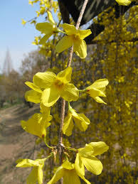 Forsythia /fɔːrˈsɪθiə/, /fɔːrˈsaɪθiə/ is a genus of flowering plants in the olive family oleaceae. File Forsythia Suspensa4 Jpg Wikimedia Commons