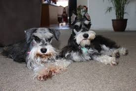 Minimum of 4 dogs earning titles. The Black And White Of It Miniature Schnauzers Home Facebook