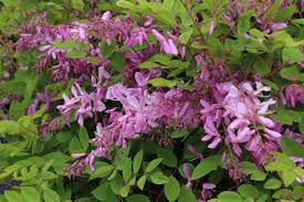 Image result for Indigofera simplicifolia
