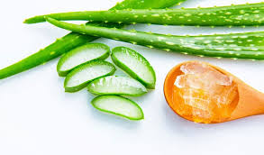 Aloe Vera For Acne - Does It Live Up to the Hype?