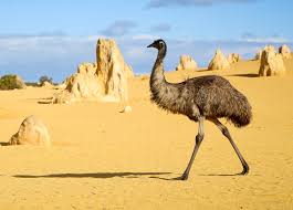 (obsolete) a cassowary (genus casuarius). Australian Drought Driving More Frequent Encounters With Emus Earth Com