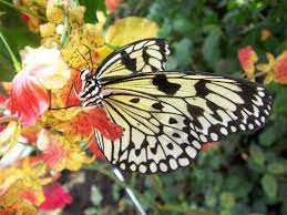 The butterfly house is in the very centre of vienna. Schmetterlinge Zum Anfassen Schmetterlingshaus Wien Reisebewertungen Tripadvisor