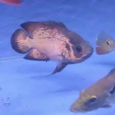 Beberapa di antaranya bahkan hanya bisa. Jual Ikan Oscar Paris Size 4 5 Jari Jakarta Timur Dower Fish Tokopedia