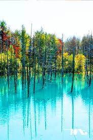 Blue Pond Atau Dalam Bahasa Jepang Aoiike Adalah Sebuah Kolam Buatan Yang Diciptakan Sebagai Bagian Dari Sistem Pengendal Warna Air Gunung Berapi Bahasa Jepang