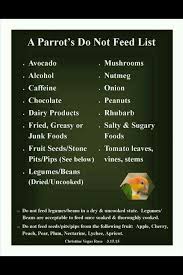 Do Not Feed List Parrot Cockatiel Care Parrot Pet
