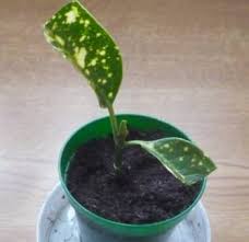 Check spelling or type a new query. Expert Advice On Growing Spotted Laurel Aucuba In The Uk