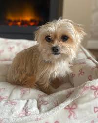 Dog-friendly birthday cake recipe?