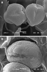 Image result for Crotonogynopsis australis