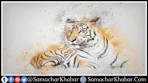 (file) international tiger day is celebrated on july 29 to raise awareness about the conservation of the wild cat, which over the last 150 years has witnessed a massive drop of nearly 95% in its population. 06togrpwosa1qm
