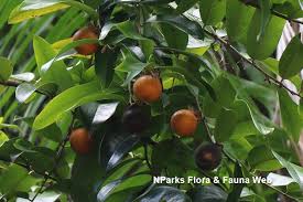 Image result for Diospyros mafiensis