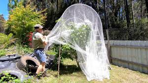 Bird netting is basically a giant net that you throw over the entire tree. The Better Way To Net A Fruit Tree Youtube