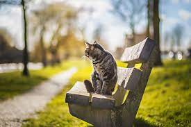صور مدهشة أفضل الصور الرائعة والمدهشة جدا cats cool pictures animals