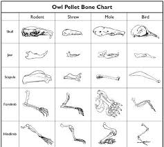 Owl Pellet Activity For Kids Owl Pellets Owl Activities