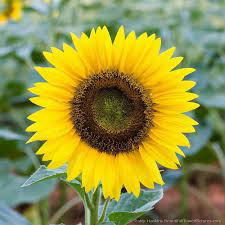Sunflower Yellow Sunflower Sunflower Flower Images