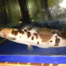 Biasanya jenis yang dibudidaya untuk dikonsumsi adalah yang punya sifat unggul. Jual Ikan Lele Albino Murah Harga Terbaru 2021