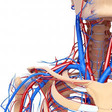 Untersuchung Der Halsschlagader Profmlekuschs Webseite