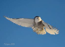 Michigan Birds Of Prey Pictures Snowy Owl Michigan Via The Owl Pages Snow Owl Owl Snowy Owl