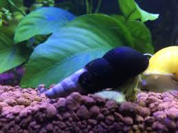 Poso Rabbit Snail Tavsan Salyangoz