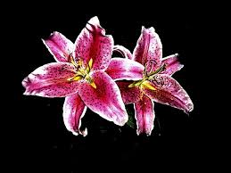 About lilies lilium is a genus of herbaceous flowering plants growing from bulbs, all with large prominent flowers. Tiger Lily Blume Fruhling Kostenloses Foto Auf Pixabay