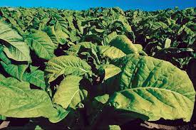 They like sunny fields with dry/drained soil. Tobacco Plant Genus Britannica