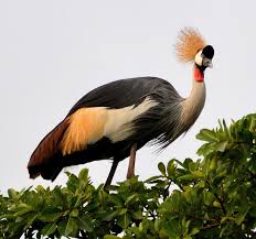 Pin By Jill Weil On Birding In Uganda Uganda African Animals Walking In Nature