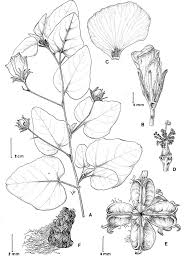 Image result for Cienfuegosia hildebrandtii